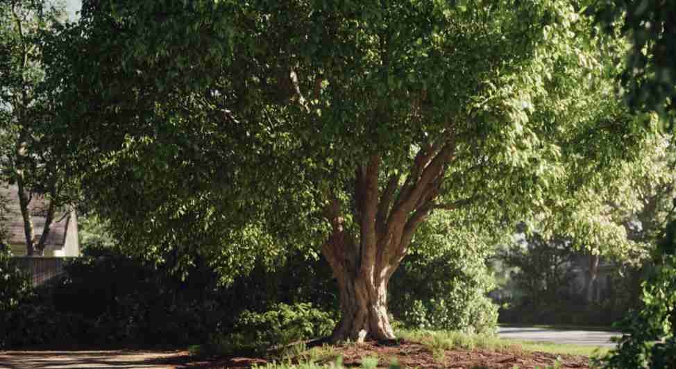 Healthier Trees That Last Longer